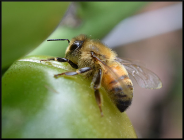 image of a honey bee